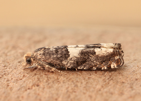 49.243 BF1135 Epinotia demarniana