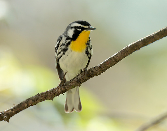 Yellow-throated Warbler  Setophaga dominica