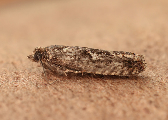 49.240 BF1136 Epinotia immundana