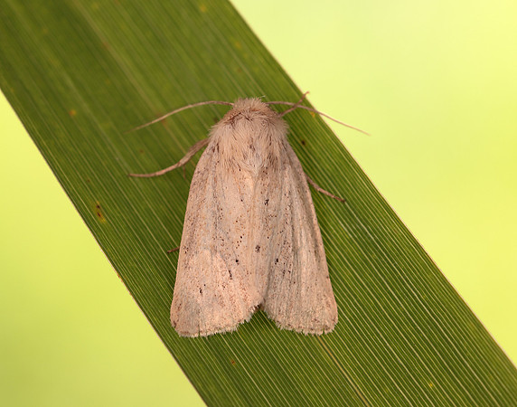 73.149 BF2347  Concolorous Photedes extrema