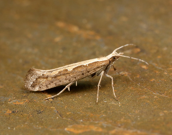 18.001 BF464 Diamond-back Moth Plutella xylostella