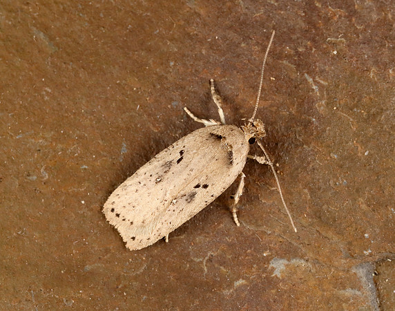 32.035 BF714 Agonopterix yeatiana