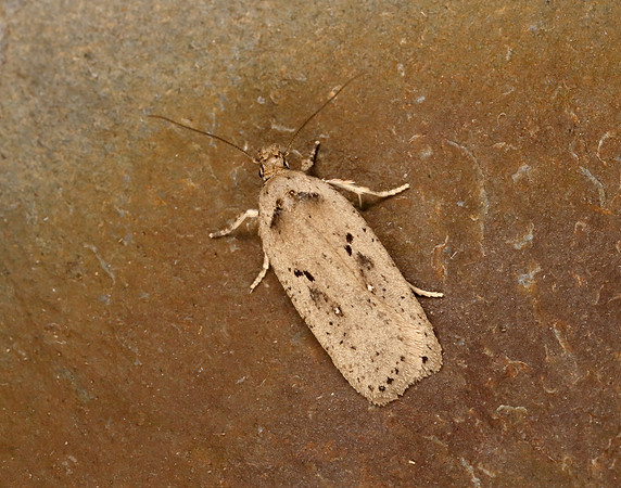 32.035 BF714 Agonopterix yeatiana
