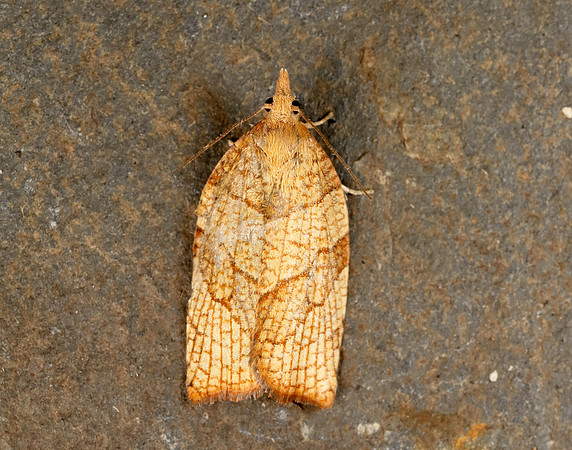 49.024 BF969 Chequered Fruit-tree Tortrix Pandemis corylana
