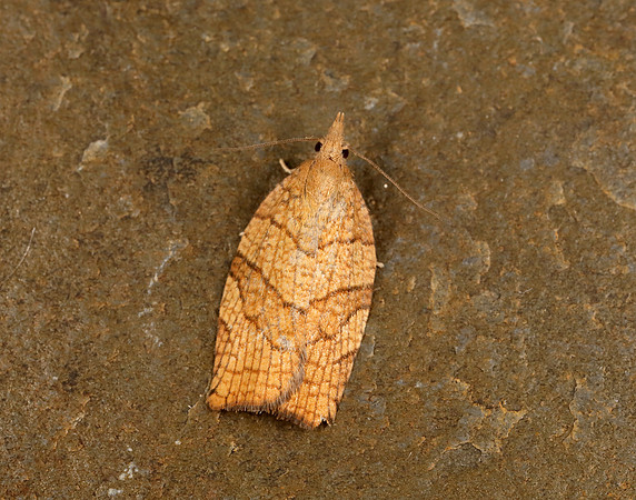 49.024 BF969 Chequered Fruit-tree Tortrix Pandemis corylana