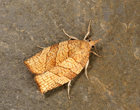 49.024 BF969 Chequered Fruit-tree Tortrix Pandemis corylana