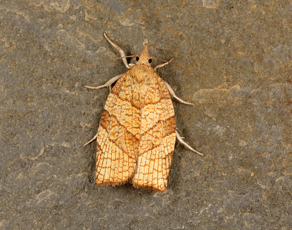 49.024 BF969 Chequered Fruit-tree Tortrix Pandemis corylana