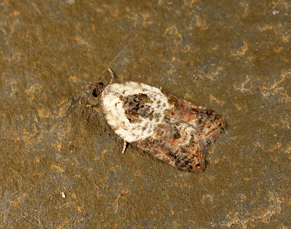 49.077 BF1048 Garden Rose Tortrix Acleris variegana