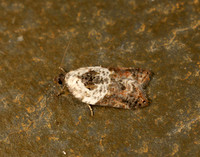 49.077 BF1048 Garden Rose Tortrix Acleris variegana