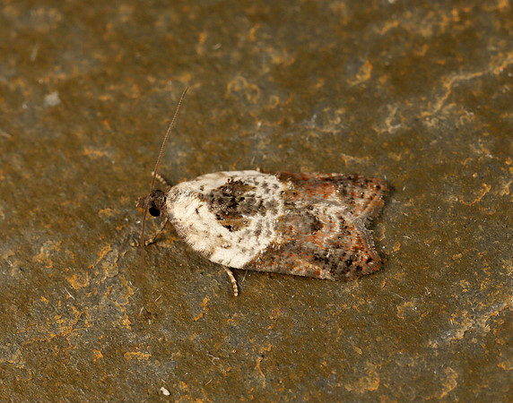 49.077 BF1048 Garden Rose Tortrix Acleris variegana