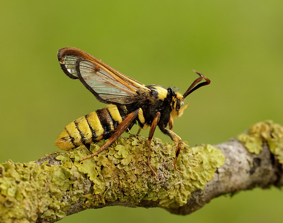 52.002 BF370 Hornet Moth Sesia apiformis