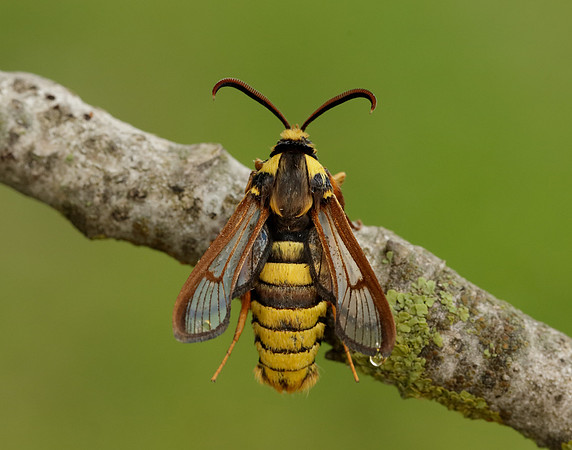 52.002 BF370 Hornet Moth Sesia apiformis