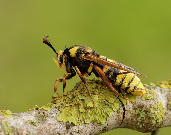 52.002 BF370 Hornet Moth Sesia apiformis
