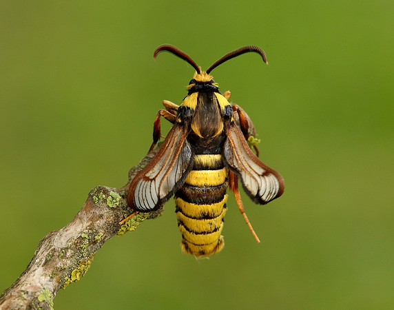 52.002 BF370 Hornet Moth Sesia apiformis