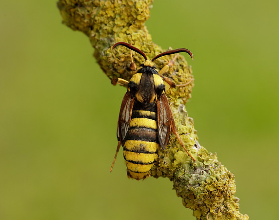 52.002 BF370 Hornet Moth Sesia apiformis