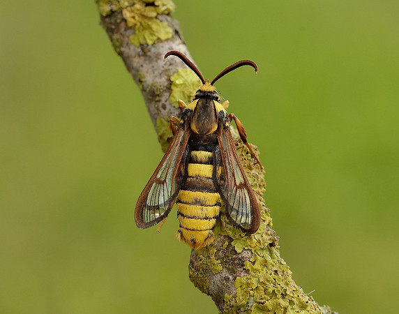 52.002 BF370 Hornet Moth Sesia apiformis