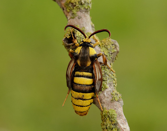 52.002 BF370 Hornet Moth Sesia apiformis