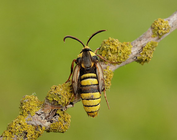 52.002 BF370 Hornet Moth Sesia apiformis
