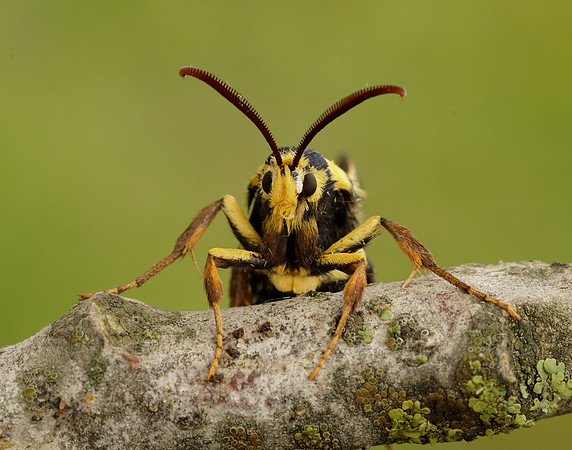52.002 BF370 Hornet Moth Sesia apiformis