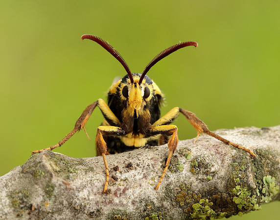 52.002 BF370 Hornet Moth Sesia apiformis