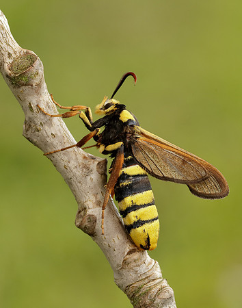 52.002 BF370 Hornet Moth Sesia apiformis
