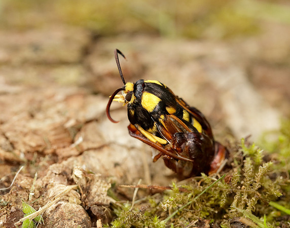 52.002 BF370 Hornet Moth Sesia apiformis