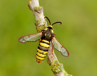 52.002 BF370 Hornet Moth Sesia apiformis