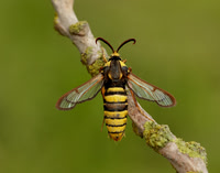 52.002 BF370 Hornet Moth Sesia apiformis