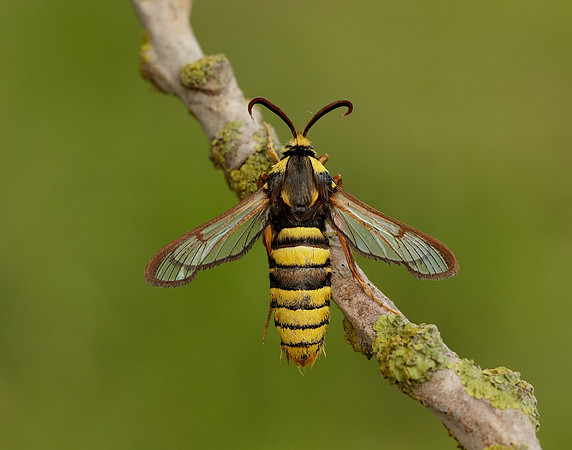 52.002 BF370 Hornet Moth Sesia apiformis