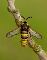 52.002 BF370 Hornet Moth Sesia apiformis