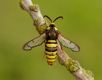 52.002 BF370 Hornet Moth Sesia apiformis