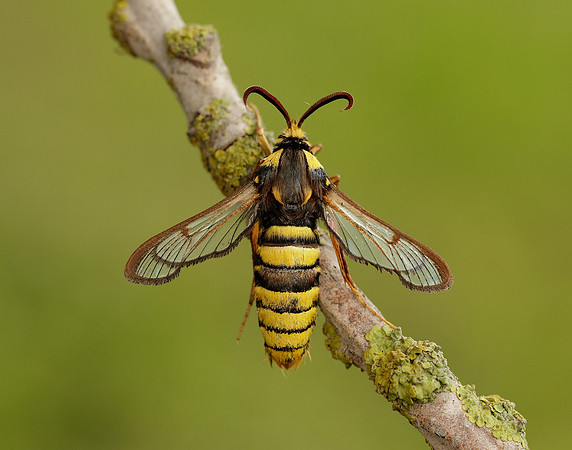 52.002 BF370 Hornet Moth Sesia apiformis