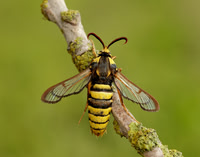 52.002 BF370 Hornet Moth Sesia apiformis