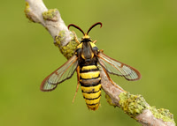 52.002 BF370 Hornet Moth Sesia apiformis