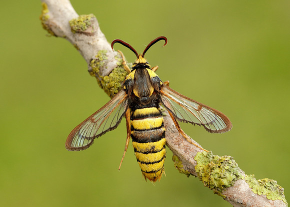 52.002 BF370 Hornet Moth Sesia apiformis