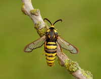 52.002 BF370 Hornet Moth Sesia apiformis