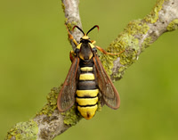 52.002 BF370 Hornet Moth Sesia apiformis