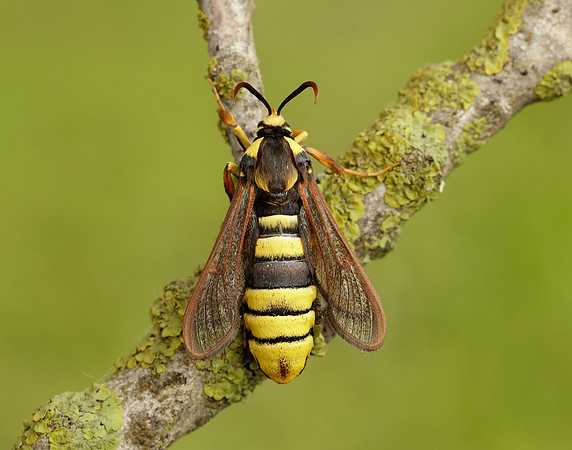 52.002 BF370 Hornet Moth Sesia apiformis