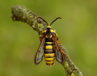 52.002 BF370 Hornet Moth Sesia apiformis
