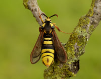 52.002 BF370 Hornet Moth Sesia apiformis