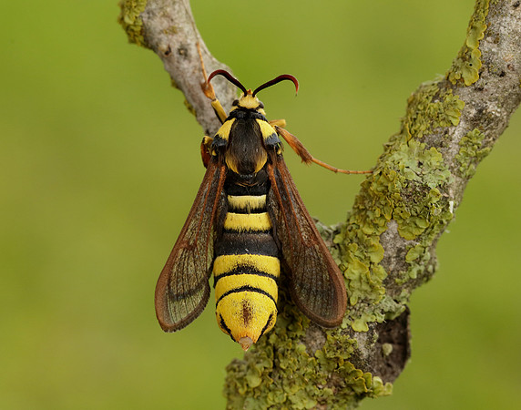 52.002 BF370 Hornet Moth Sesia apiformis