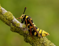 52.002 BF370 Hornet Moth Sesia apiformis