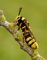 52.002 BF370 Hornet Moth Sesia apiformis