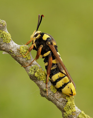 52.002 BF370 Hornet Moth Sesia apiformis