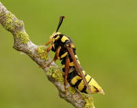 52.002 BF370 Hornet Moth Sesia apiformis