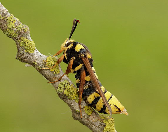 52.002 BF370 Hornet Moth Sesia apiformis