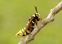 52.002 BF370 Hornet Moth Sesia apiformis