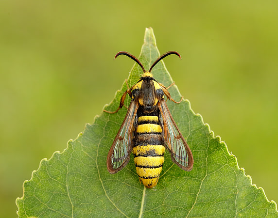 52.002 BF370 Hornet Moth Sesia apiformis