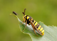 52.002 BF370 Hornet Moth Sesia apiformis