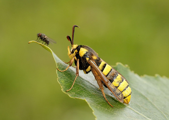 52.002 BF370 Hornet Moth Sesia apiformis
